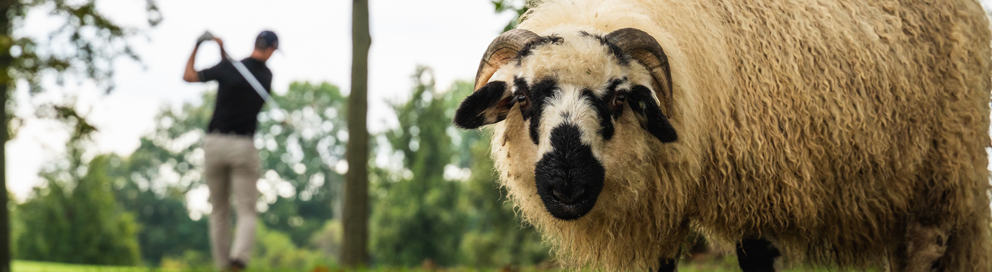 A close-up of a sheep with distinctive black markings, while a person swings a golf club in the background.